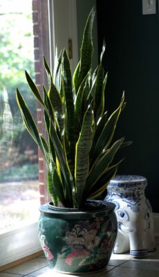 Grow Fresh Air at home with Easy Indoor Plants