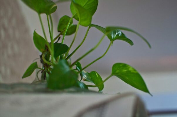 Grow Fresh Air at home with Easy Indoor Plants