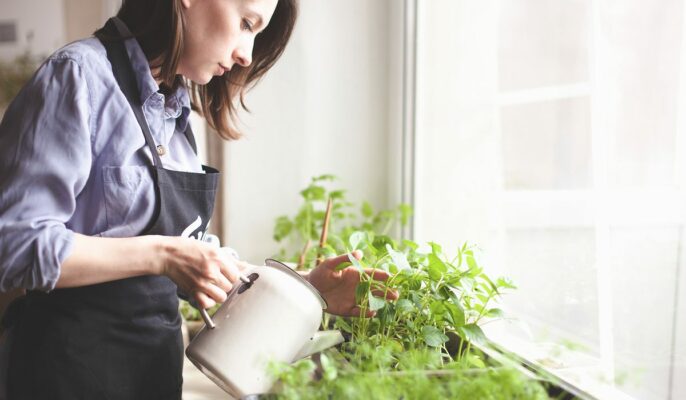 Tips to grow your own indoor vegetable garden