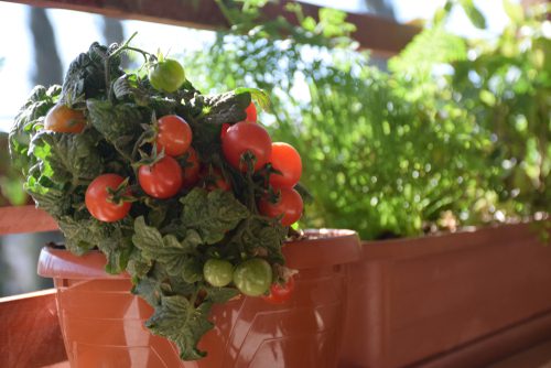 balcony garden design