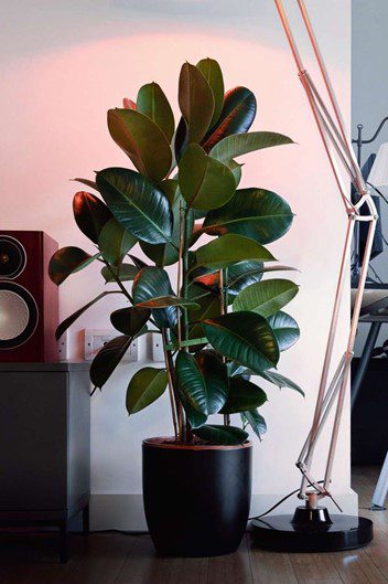 Lucky plants for the home: Plants that bring money and good luck