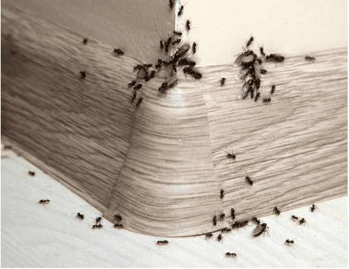 Ant infestation