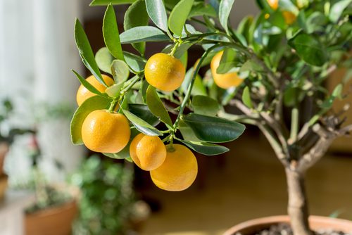 Lucky plants for the home: Plants that bring money and good luck