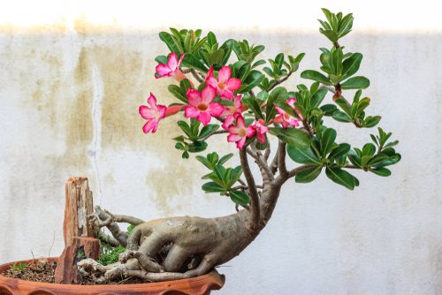 Lucky plants for the home: Plants that bring money and good luck