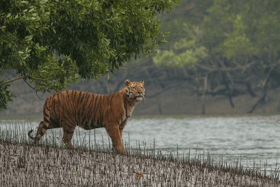 पश्चिम बंगाल के सर्वश्रेष्ठ पर्यटन स्थल