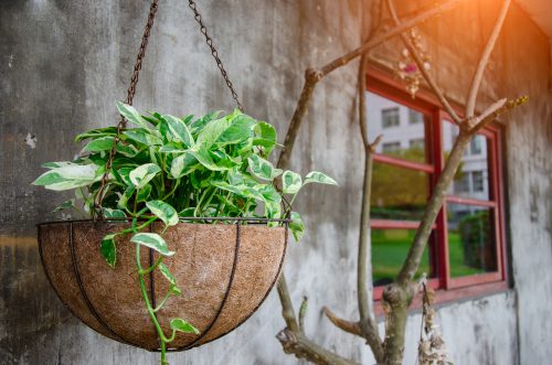 A beginner’s guide to growing and caring for epipremnum aureum