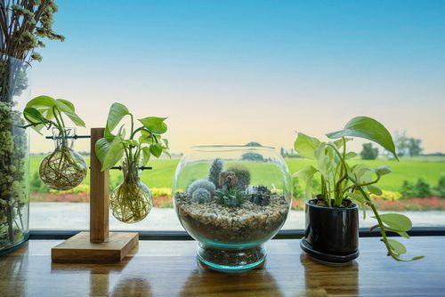 A beginner’s guide to growing and caring for epipremnum aureum