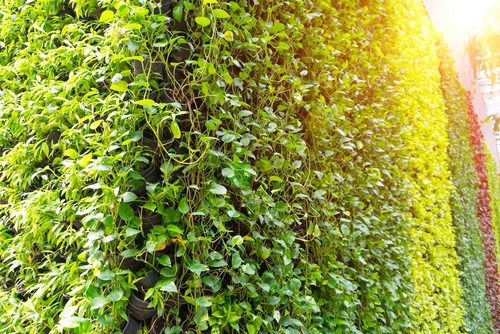 A beginner’s guide to growing and caring for epipremnum aureum