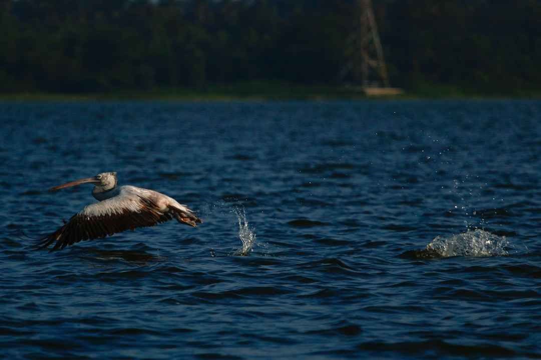 পন্ডিচেরিতে করার 15টি জিনিস