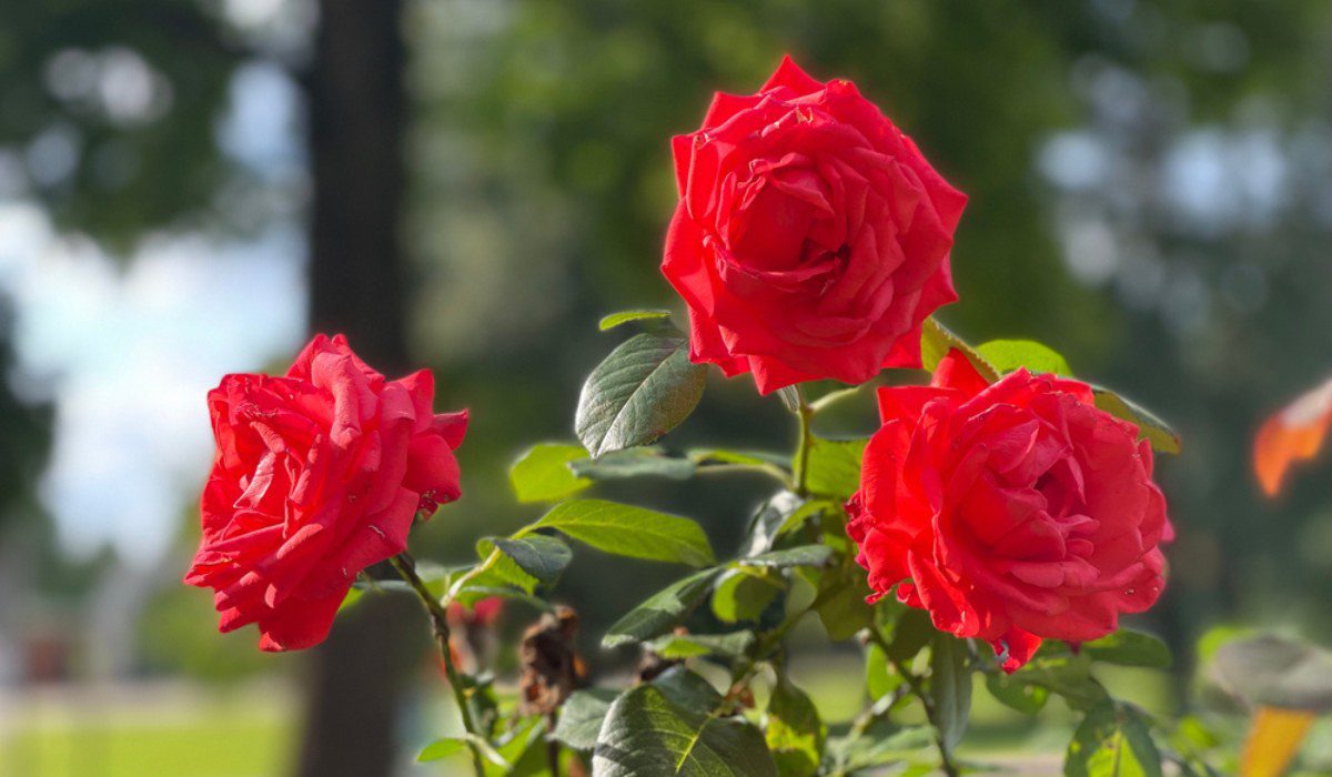 flowering plants rose