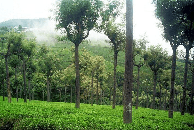 Places to visit in Coonoor for a picturesque trip