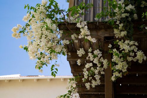 Everything a rookie gardener needs to know about Bougainvillaea glabra