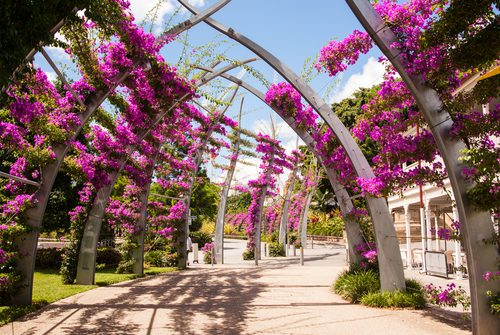 Everything a rookie gardener needs to know about Bougainvillaea glabra