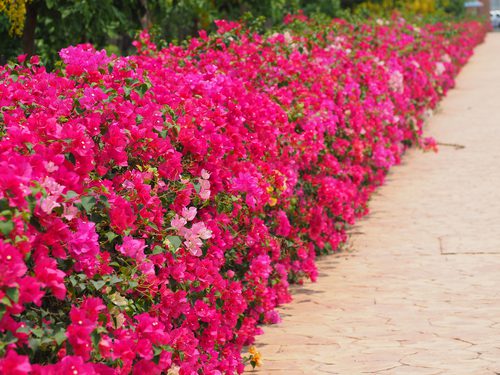 Everything a rookie gardener needs to know about Bougainvillaea glabra