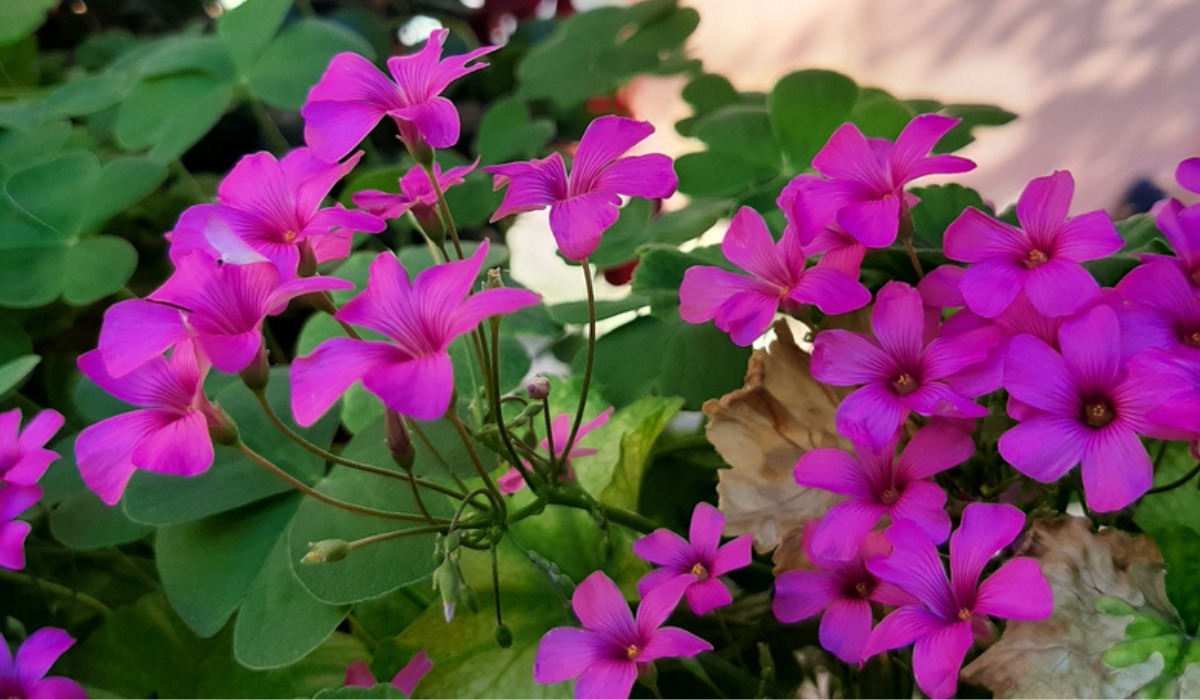 Oxalis plant: How to Grow and Care for it?