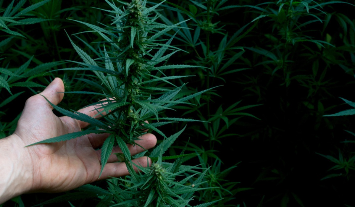 Cannabis Sativa: Facts, How to Grow and Maintain & Benefits