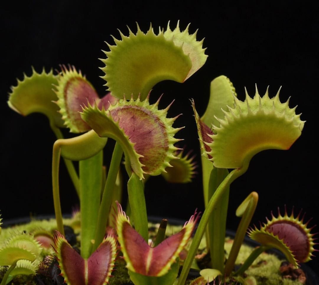 jawaban carnivorous plants insects to obtain nitrogen