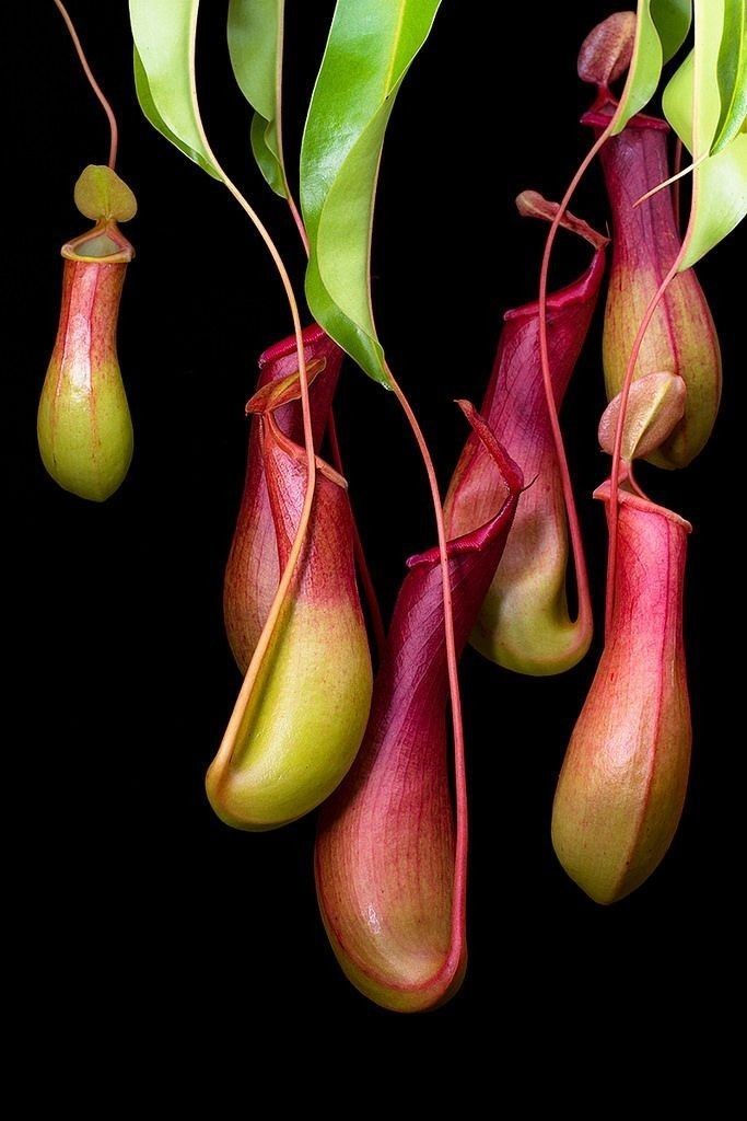 jawaban carnivorous plants insects to obtain nitrogen