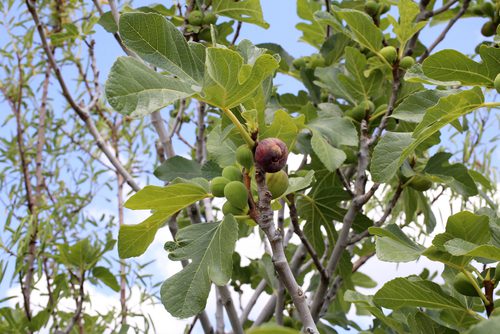 Ficus Plant பற்றி அனைத்தையும் தெரிந்து கொள்ளுங்கள்