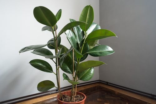 Know All About Ficus Plant