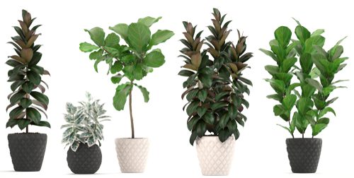 Know All About Ficus Plant