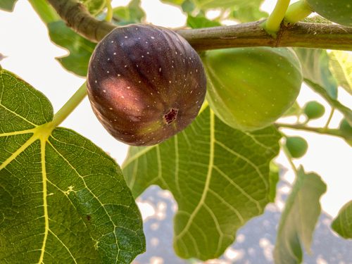 Know All About Ficus Plant