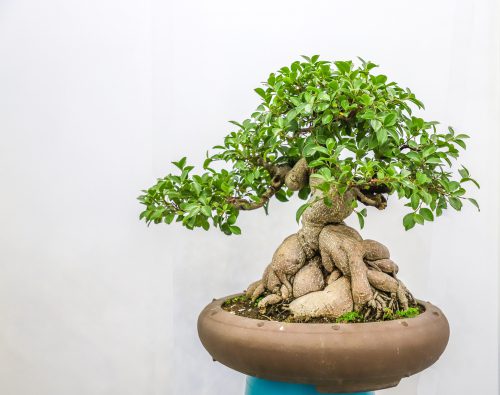 Know All About Ficus Plant