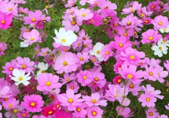 Cosmos bipinnatus