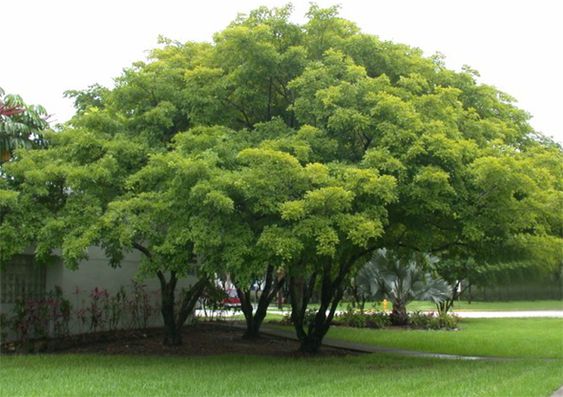 Millettia pinnata: Learn why you should grow the Indian Beech in your garden 3