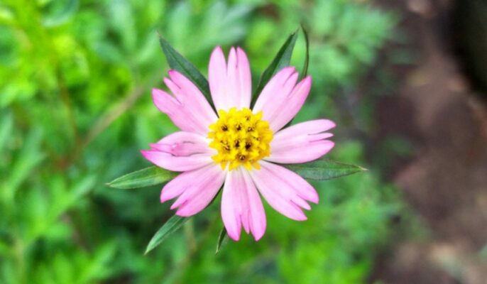 Ulam raja: Know how to grow and care for Pelampong