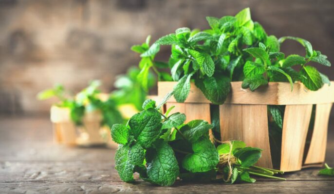What is mint and what are its numerous benefits?