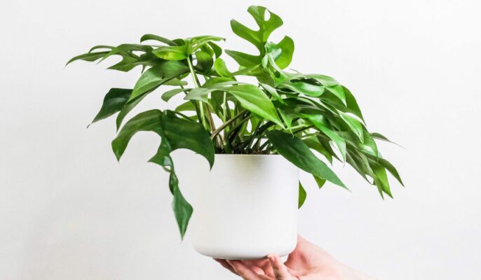 How to grow and care for Swiss Cheese Vine?