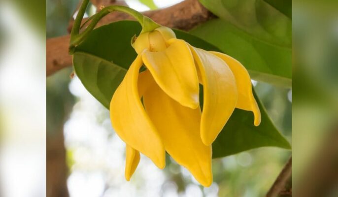Manoranjitham flower: Plantation, care, and growth