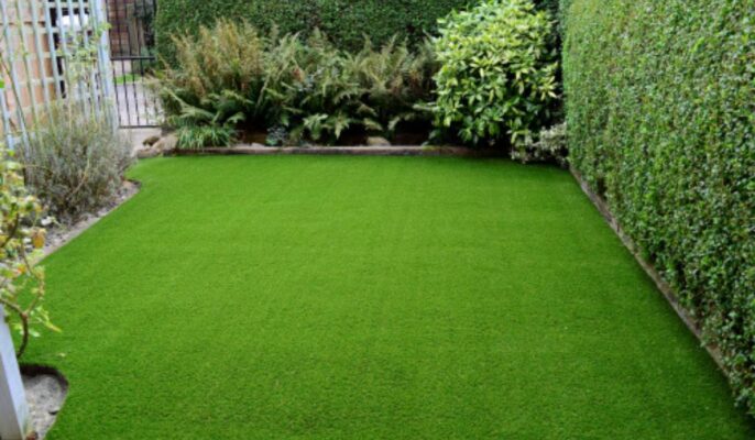 How to grow and care for lawn grass