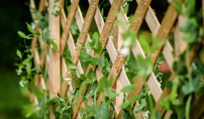 Trellis: Benefits of growing plants on a trellis