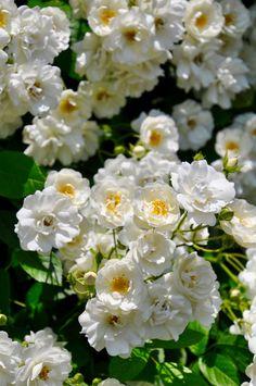 Climbers you can grow in your garden 6