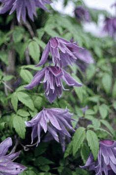 Climbers you can grow in your garden 4