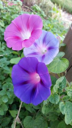  10Climbers you can grow in your garden