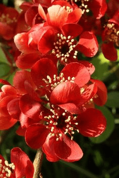 Climbers you can grow in your garden 7