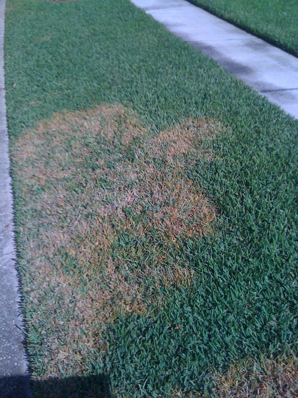 How to grow and care for lawn grass 6