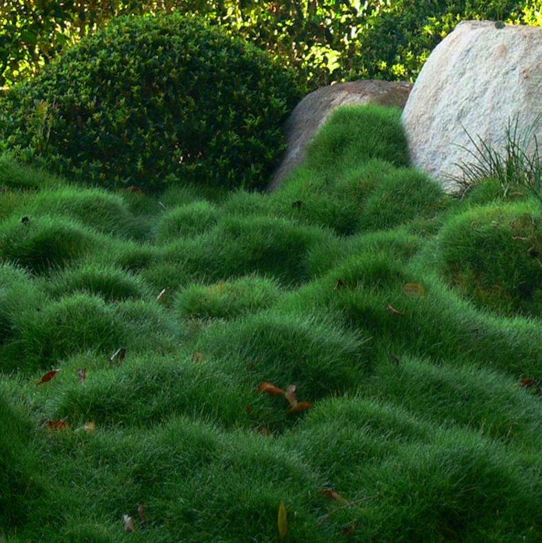 How to grow and care for lawn grass 2