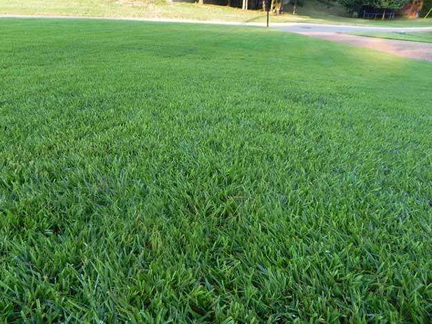 How to grow and care for lawn grass 1