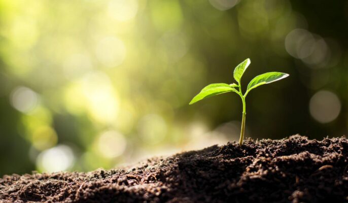 The stress hormone in plants: How it works and what it does