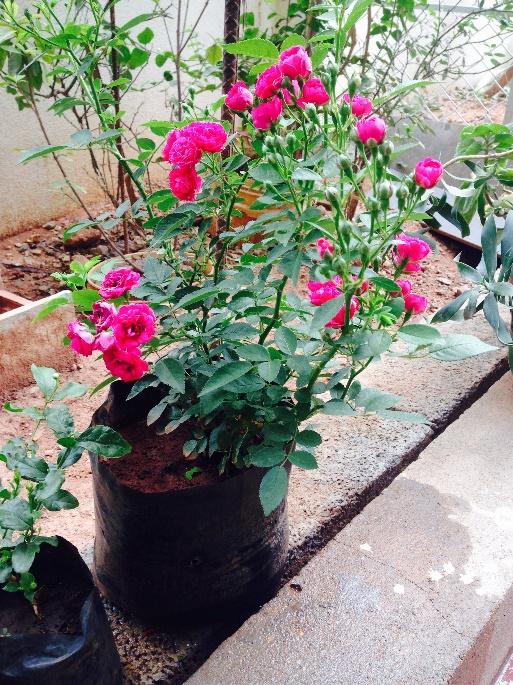 Button rose: A beautiful addition to your garden 2