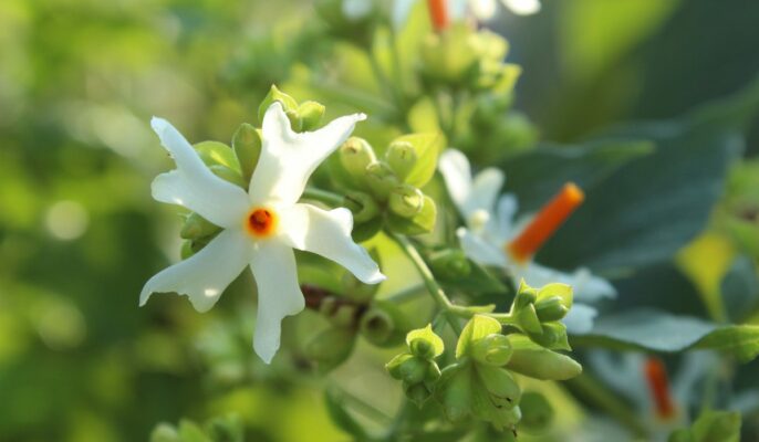Parijat: How to grow parijat at home