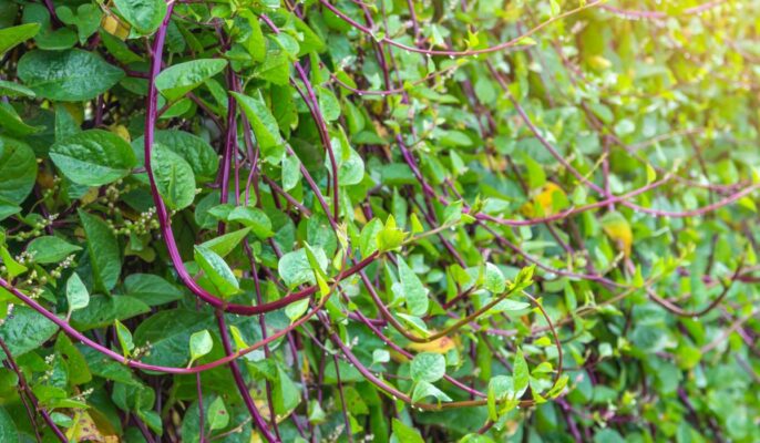 Malabar spinach: Facts, growth, maintenance, and uses of Basella alba