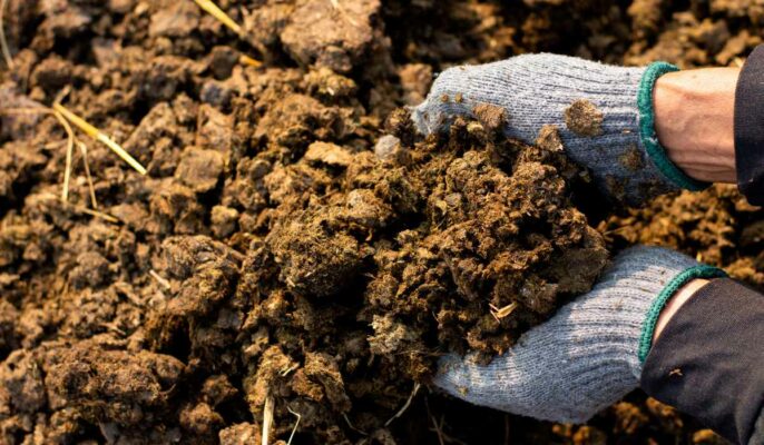 What is manure Manure types and benefits