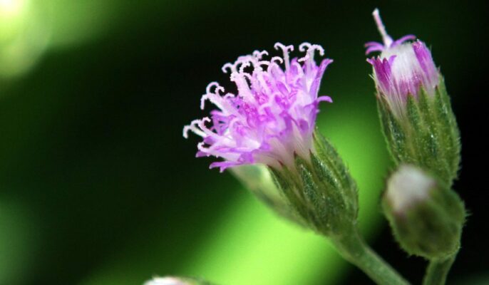 Purple fleabane: Facts, physical features, cultivation, maintenance, uses, and toxicity