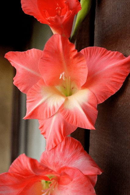 All about the Gladiolus plant