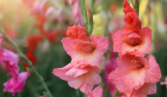 All about the Gladiolus plant